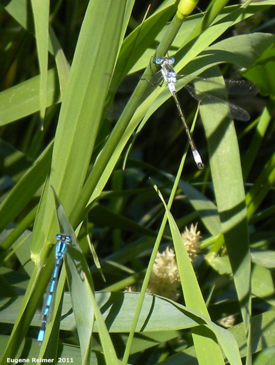 IMG 2011-Jul12 at Winnipeg:  Northern bluet damselfly (Enallagma annexum) male + female