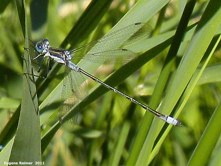 IMG 2011-Jul12 at Winnipeg:&nbsp; Northern bluet damselfly (Enallagma annexum) female sharpened