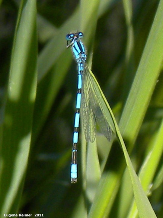 IMG 2011-Jul12 at Winnipeg:&nbsp; Northern bluet damselfly (Enallagma annexum) male
