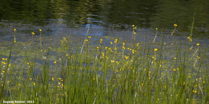 IMG 2011-Jul12 at Winnipeg:&nbsp; Bladderwort (Utricularia sp) many