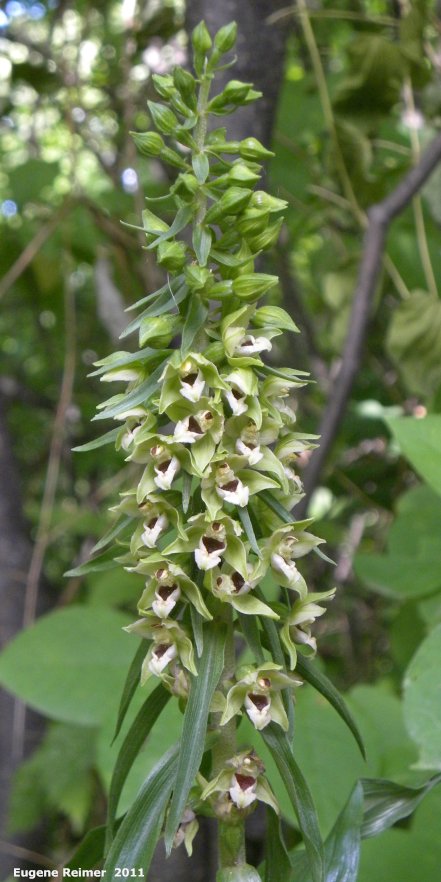 IMG 2011-Jul22 at Winnipeg:&nbsp; Broad-leaved helleborine (Epipactis helleborine) raceme