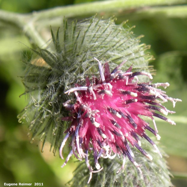 IMG 2011-Jul22 at Winnipeg:&nbsp; Woolly burdock (Arctium tomentosum) flower