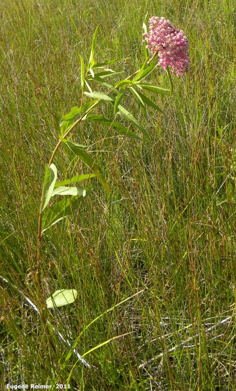 IMG 2011-Jul24 at PR205 800m W of PTH12:  Swamp milkweed (Asclepias incarnata) plant