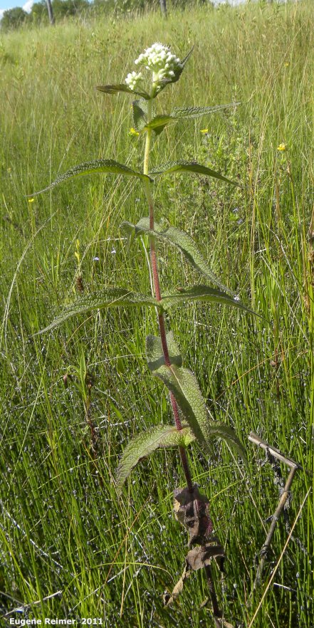 IMG 2011-Jul24 at PR205 800m W of PTH12:&nbsp; Boneset (Eupatorium perfoliatum) plant