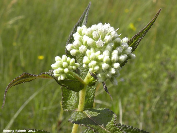IMG 2011-Jul24 at PR205 800m W of PTH12:&nbsp; Boneset (Eupatorium perfoliatum) inflorescence in bud and leaves