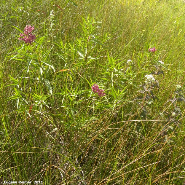 IMG 2011-Jul24 at PR205 800m W of PTH12:&nbsp; Swamp milkweed (Asclepias incarnata) + Boneset (Eupatorium perfoliatum) clump