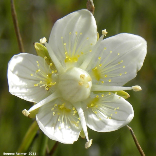 IMG 2011-Jul24 at PR205 800m W of PTH12:  Marsh grass-of-parnassus (Parnassia palustris) flower
