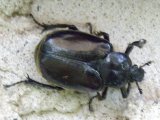 Scarab beetle (Scarabaeidae sp):