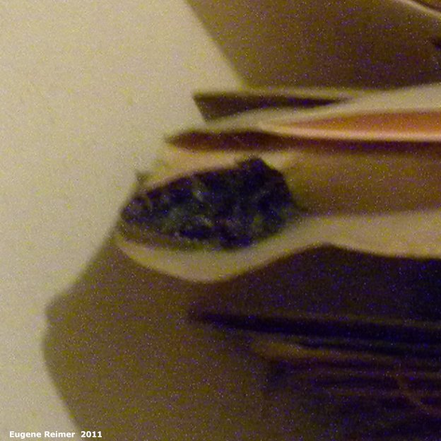 IMG 2011-Jul31 at Winnipeg:&nbsp; Sphinx-moth (Sphingidae sp) in my office very bad