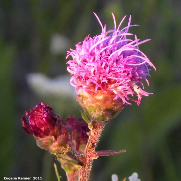 IMG 2011-Aug02 at Winnipeg:  Meadow blazing-star (Liatris ligulistylis) bud and flower