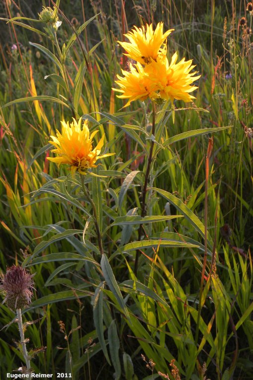IMG 2011-Aug02 at Winnipeg:&nbsp; yellow composite