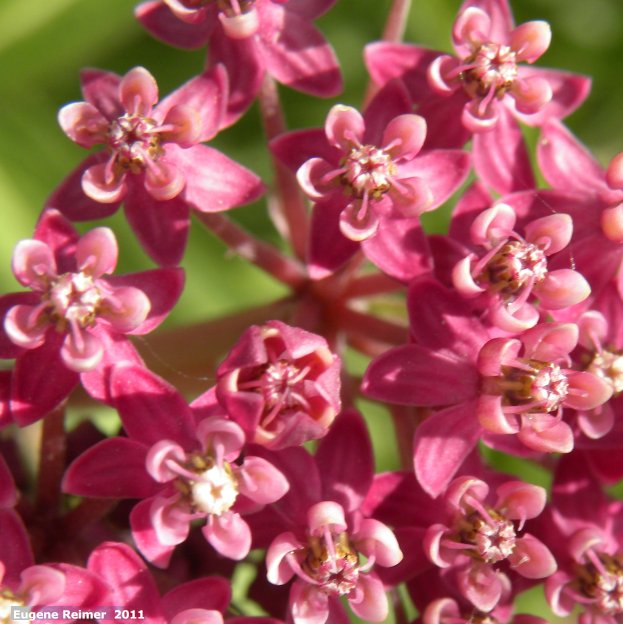 IMG 2011-Aug03 at Road 38E between Patricia Beach and Beaconia Beach MB:&nbsp; Swamp milkweed (Asclepias incarnata) flowers closer
