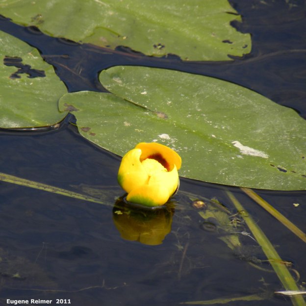 IMG 2011-Aug03 at Road 38E between Patricia Beach and Beaconia Beach MB:  Yellow pond-lily (Nuphar lutea)