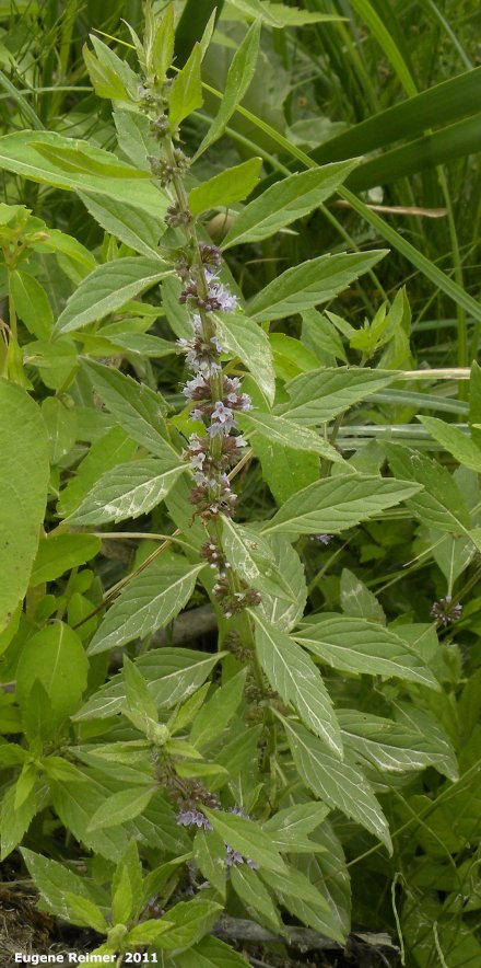 IMG 2011-Aug03 at Road 38E between Patricia Beach and Beaconia Beach MB:  Wild mint (Mentha arvensis) plant