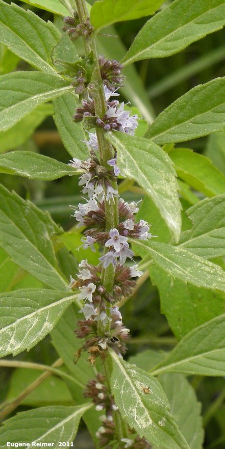 IMG 2011-Aug03 at Road 38E between Patricia Beach and Beaconia Beach MB:&nbsp; Wild mint (Mentha arvensis) flowers