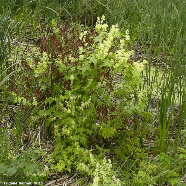 IMG 2011-Aug03 at Road 38E between Patricia Beach and Beaconia Beach MB:&nbsp; Wild cucumber (Echinocystis lobata) plant in bloom