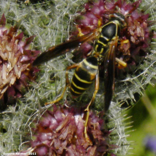 IMG 2011-Aug04 at Winnipeg:&nbsp; Hornet (Vespa sp) on Woolly burdock (Arctium tomentosum)