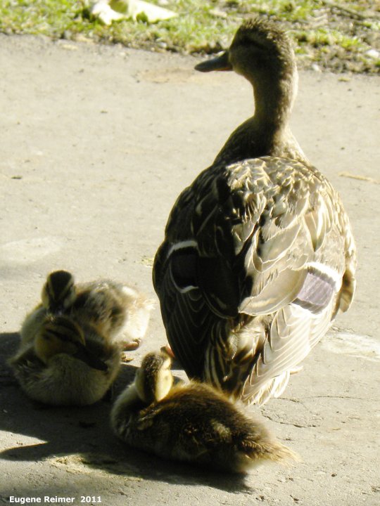 IMG 2011-Aug04 at Winnipeg:  Mallard (Anas platyrhynchos) female with duckings