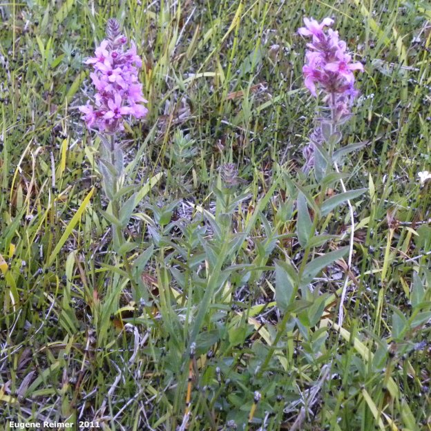 IMG 2011-Aug05 at the fen on pth15:  Purple loosestrife (Lythrum salicaria) plant pair