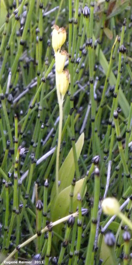 IMG 2011-Aug05 at the fen on pth15:  Loesels false-twayblade (Liparis loeselii) seedpods