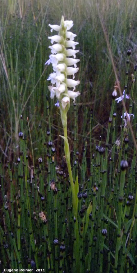 IMG 2011-Aug05 at the fen on pth15:&nbsp; Hooded ladies-tresses (Spiranthes romanzoffiana) plant