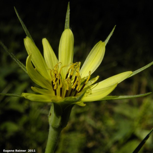 IMG 2011-Aug07 at Winnipeg:&nbsp; Goatsbeard (Tragopogon sp) flower