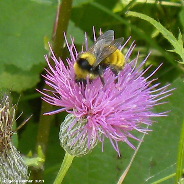 IMG 2011-Aug07 at pr203 near Woodridge:  Bumblebee (Bombus sp) on Thistle (Cirsium sp)