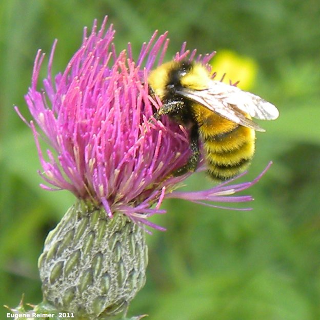 IMG 2011-Aug07 at pr203 near Woodridge:&nbsp; Bumblebee (Bombus sp) on Thistle (Cirsium sp)