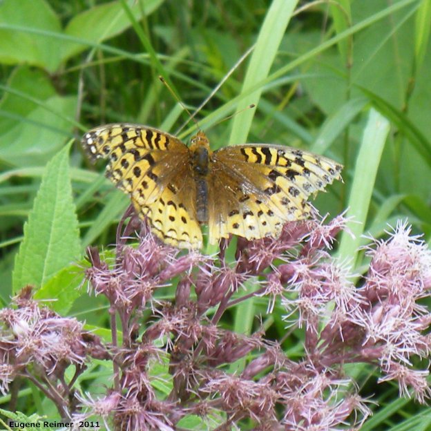 IMG 2011-Aug07 at pr203 near Woodridge:  Fritillary butterfly (Argynnini sp) on Joe-Pye weed (Eupatorium purpureum)