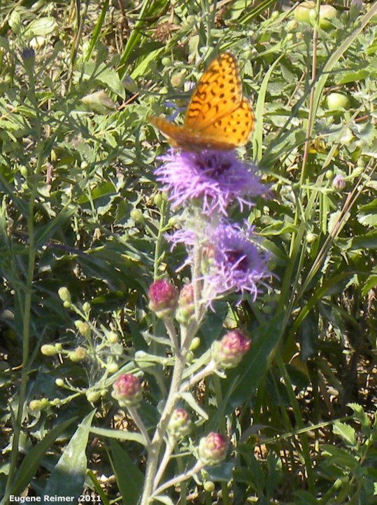 IMG 2011-Aug07 at ForestryRoad-4:  Fritillary butterfly (Argynnini sp) on Meadow blazing-star (Liatris ligulistylis)