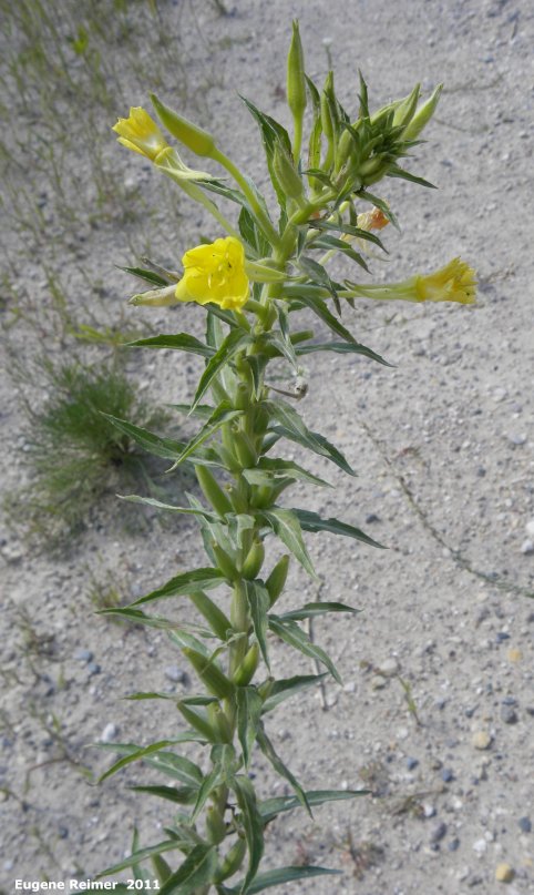 IMG 2011-Aug07 at ForestryRoad-4:&nbsp; Common evening-primrose (Oenothera biennis) plant in bloom