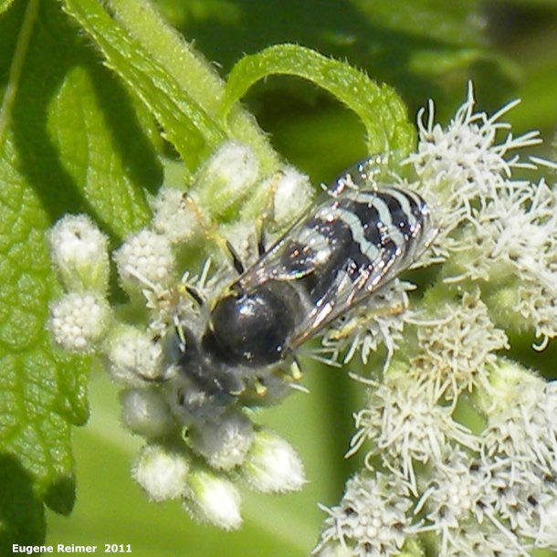 IMG 2011-Aug07 at Whitemouth Lake:  Hornet (Vespa sp) on Boneset (Eupatorium perfoliatum)