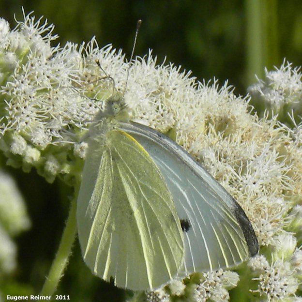 IMG 2011-Aug07 at Whitemouth Lake:&nbsp; Sulphur butterfly (Coliadinae sp) female on Boneset (Eupatorium perfoliatum)