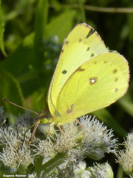 IMG 2011-Aug07 at Whitemouth Lake:  Sulphur butterfly (Coliadinae sp) male on Boneset (Eupatorium perfoliatum)