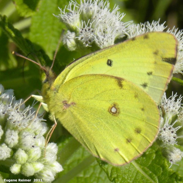 IMG 2011-Aug07 at Whitemouth Lake:  Sulphur butterfly (Coliadinae sp) male on Boneset (Eupatorium perfoliatum)