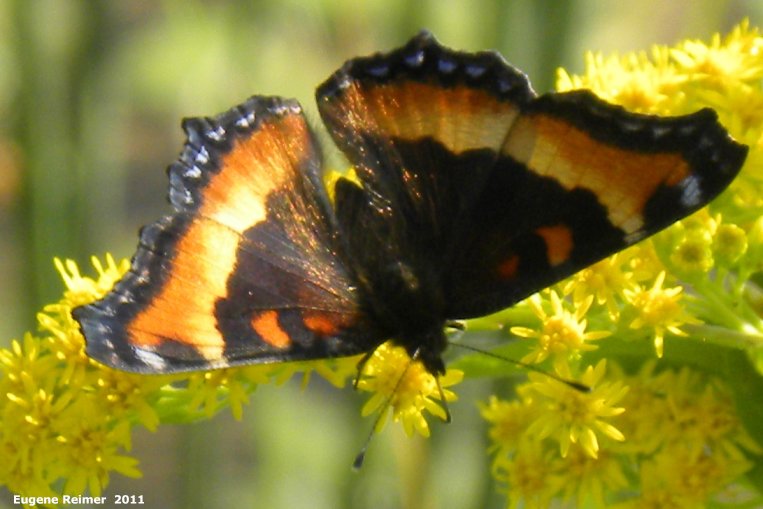 IMG 2011-Aug07 at WhitemouthRiver:&nbsp; Milberts tortoiseshell butterfly (Aglais milberti) on Goldenrod (Solidago sp)