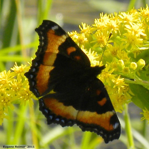 IMG 2011-Aug07 at WhitemouthRiver:&nbsp; Milberts tortoiseshell butterfly (Aglais milberti) on Goldenrod (Solidago sp)