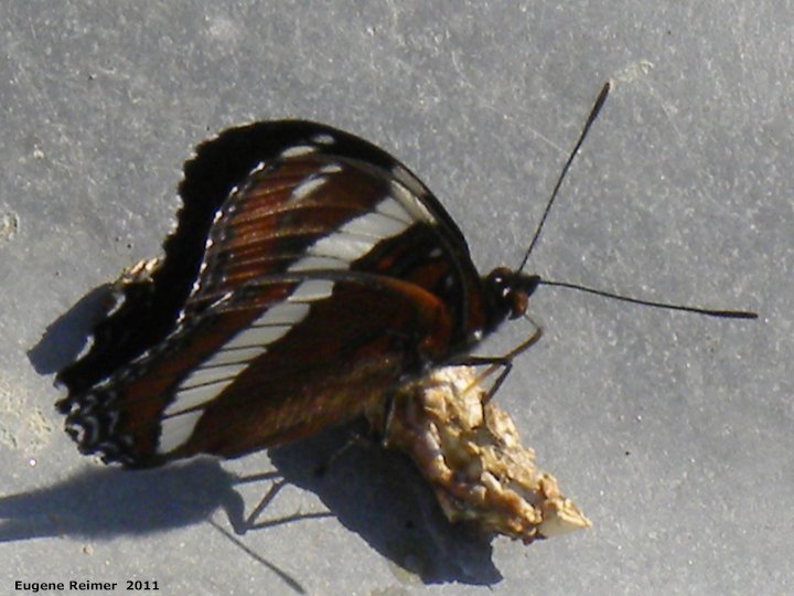 IMG 2011-Aug07 at WhitemouthRiver:&nbsp; White admiral butterfly (Limenitis arthemis) on scat