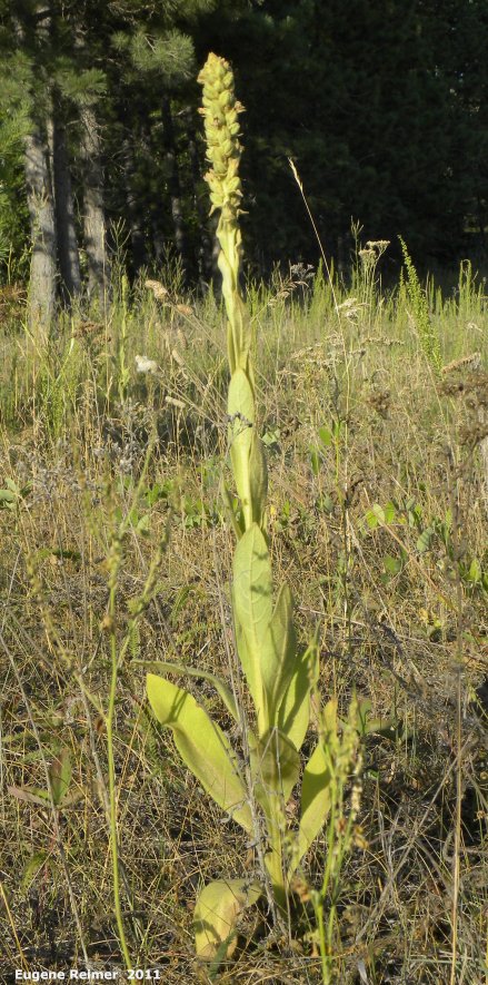 IMG 2011-Aug07 at former ranger-station beside pr308:&nbsp; Common mullein (Verbascum thapsus) plant