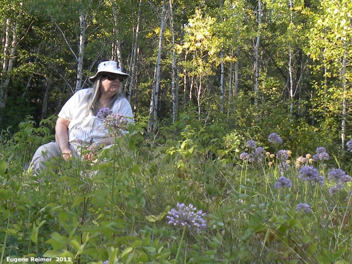 IMG 2011-Aug07 at former ranger-station beside pr308:&nbsp; Doris amid Pink-flowered onion (Allium stellatum) closer