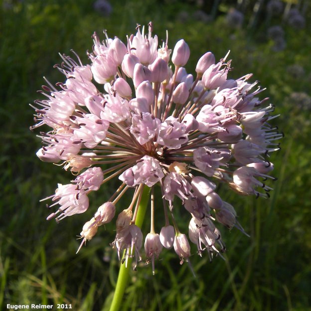 IMG 2011-Aug07 at former ranger-station beside pr308:  Pink-flowered onion (Allium stellatum) inflorescence open in sun