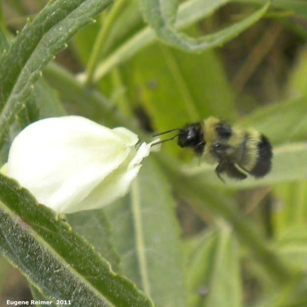 IMG 2011-Aug07 at pr308:&nbsp; Bumblebee (Bombus sp) emerging from Turtlehead (Chelone glabra)