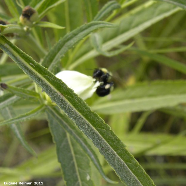 IMG 2011-Aug07 at pr308:  Bumblebee (Bombus sp) on Turtlehead (Chelone glabra)