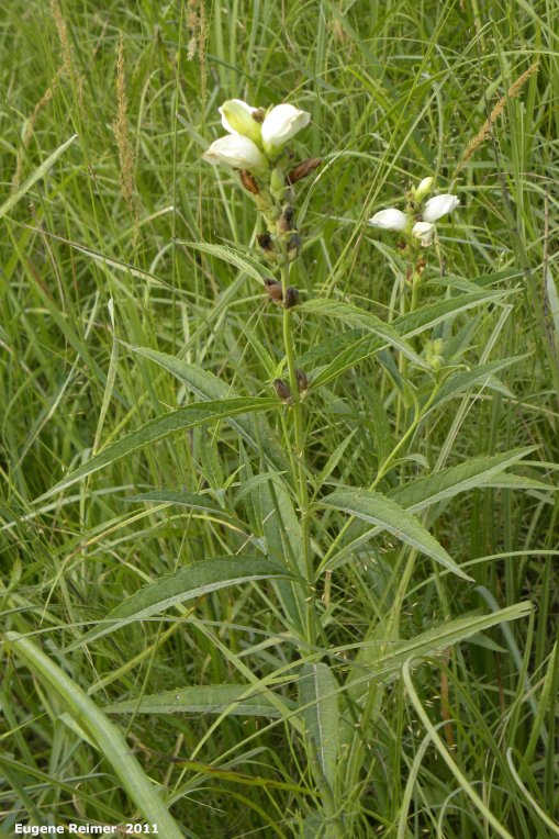 IMG 2011-Aug07 at pr308:&nbsp; Turtlehead (Chelone glabra) plant