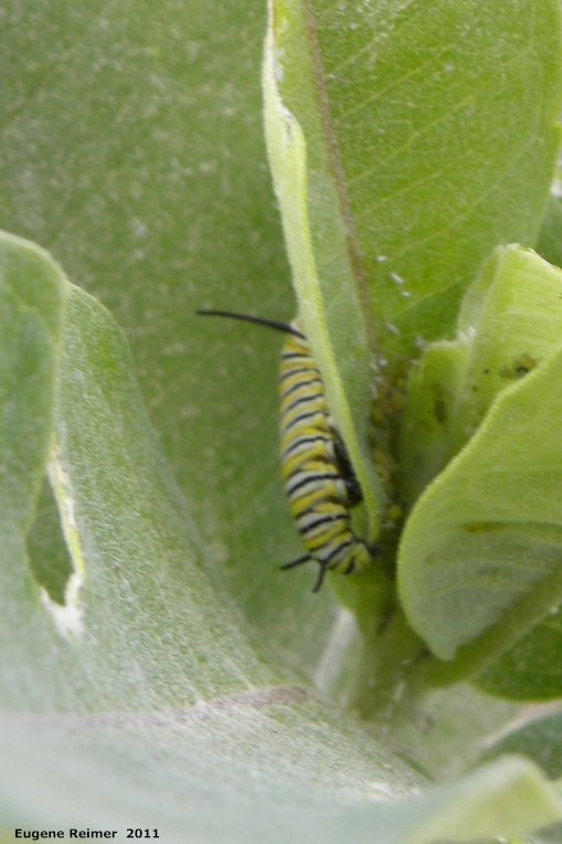 IMG 2011-Aug07 at pr308:&nbsp; Monarch butterfly (Danaus plexippus) caterpillar on Milkweed (Asclepias sp)