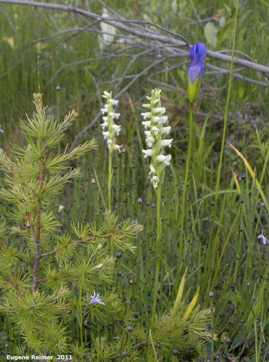 IMG 2011-Aug07 at The-Cusson municipal gravel-pit near Wye MB:&nbsp; Hooded ladies-tresses (Spiranthes romanzoffiana) + Fringed-gentian (Gentianopsis crinita)