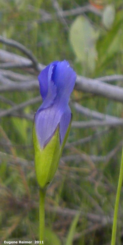 IMG 2011-Aug07 at The-Cusson municipal gravel-pit near Wye MB:  Fringed-gentian (Gentianopsis crinita)