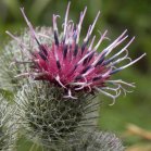 Woolly burdock (Arctium tomentosum): flower