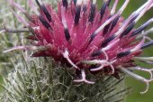 Woolly burdock (Arctium tomentosum): flower closeup