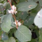 Common snowberry (Symphoricarpos albus):